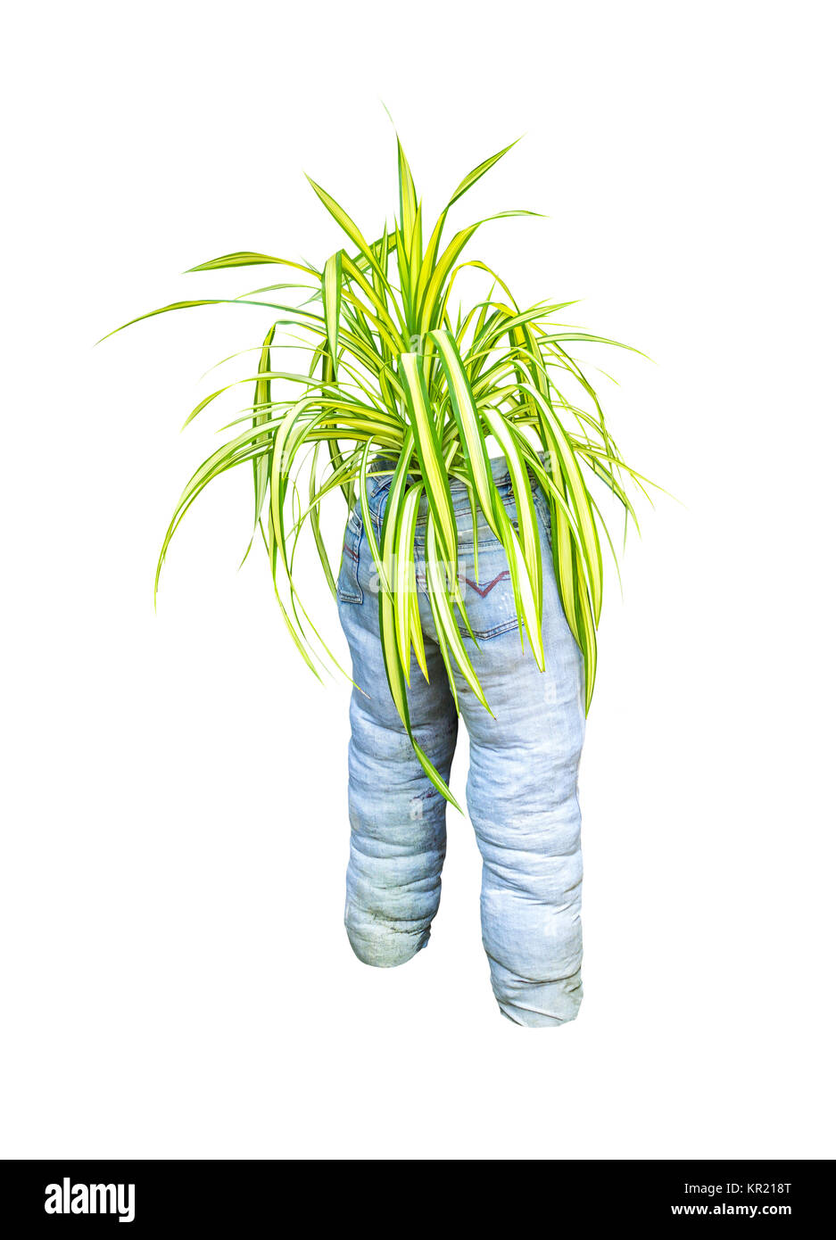 Grüne Pflanze mit Old Blue Jeans isoliert Stockfoto