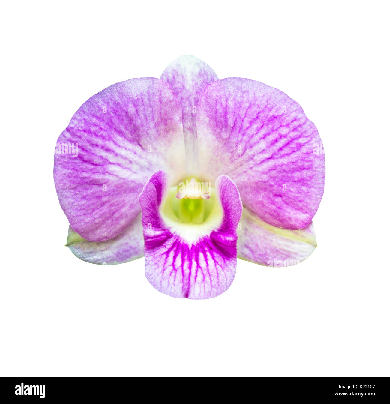 Single magenta orchid flower isoliert Stockfoto