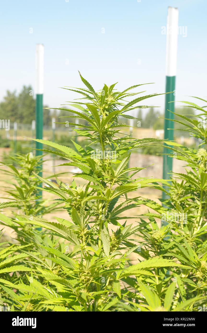 Cannabis Pflanzen in einer medizinischen Einrichtung in Washington. Stockfoto