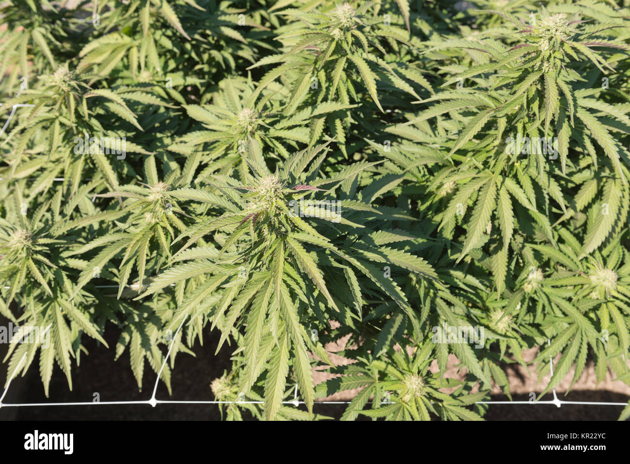 Die medizinische Verwendung von Cannabis Ernte fast bereit für die Ernte auf einer gesetzlichen wachsen Bauernhof im Staat Washington Stockfoto