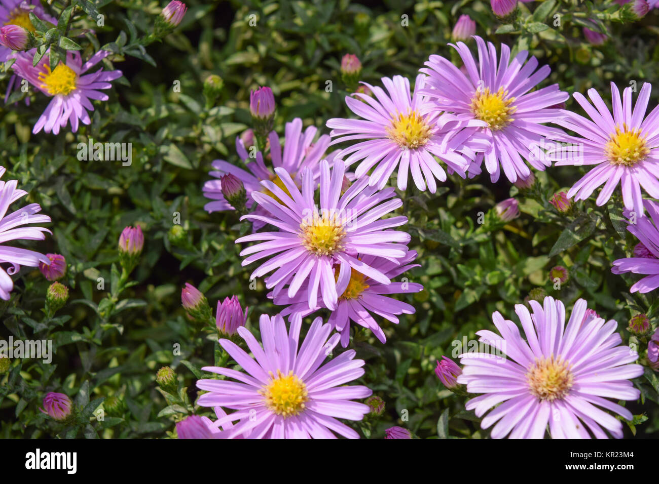 Biene trinken Nektar auf hellem Lila Blüten. Stockfoto