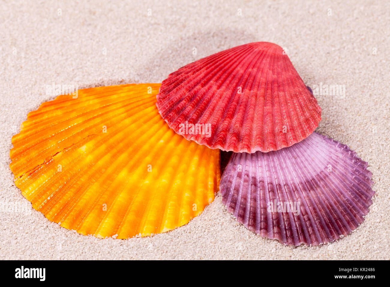 Einige bunte Muscheln der Muschel auf Sand, in der Nähe Stockfoto