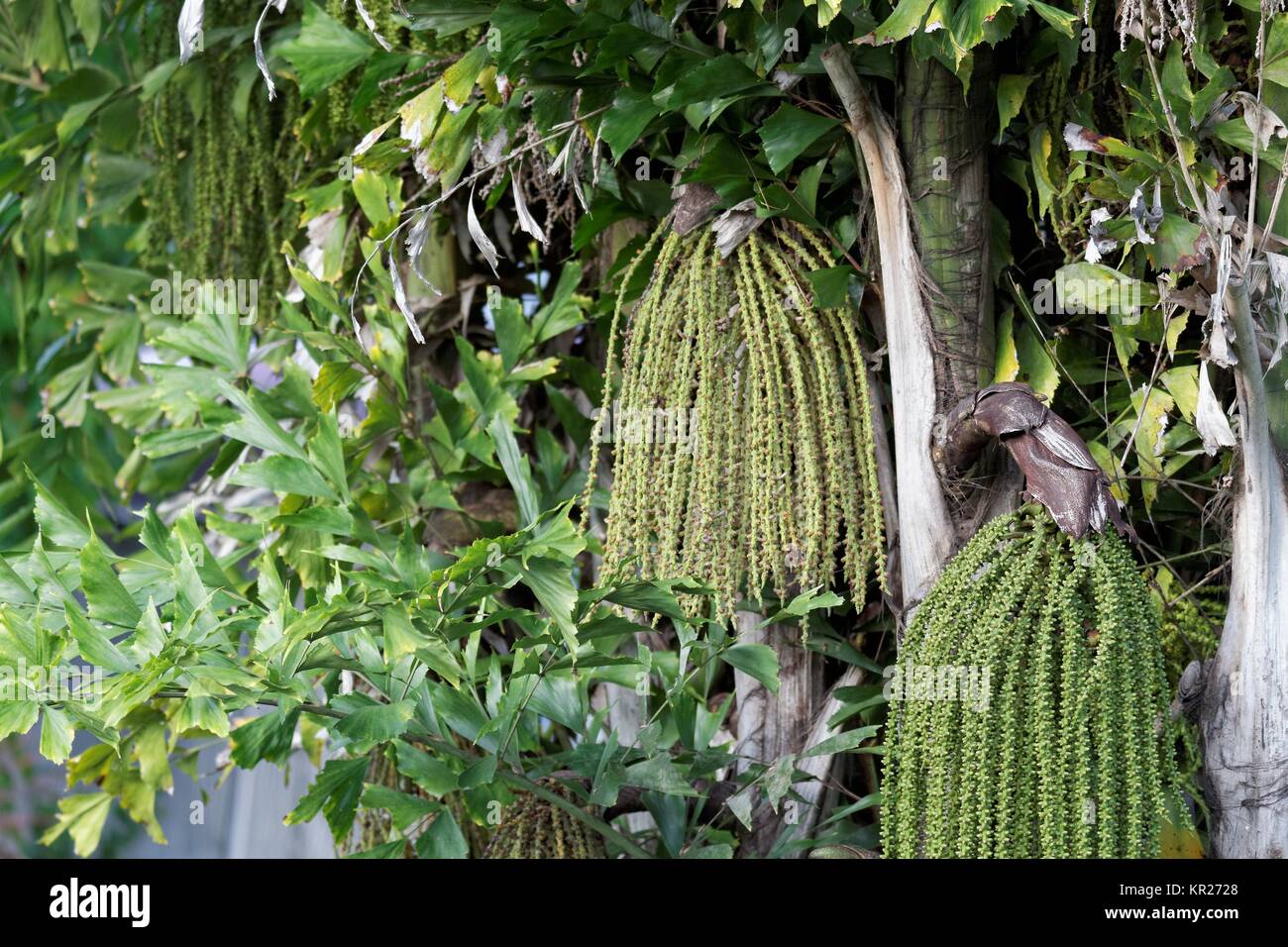 Fruchtstand eine caryota Stockfoto