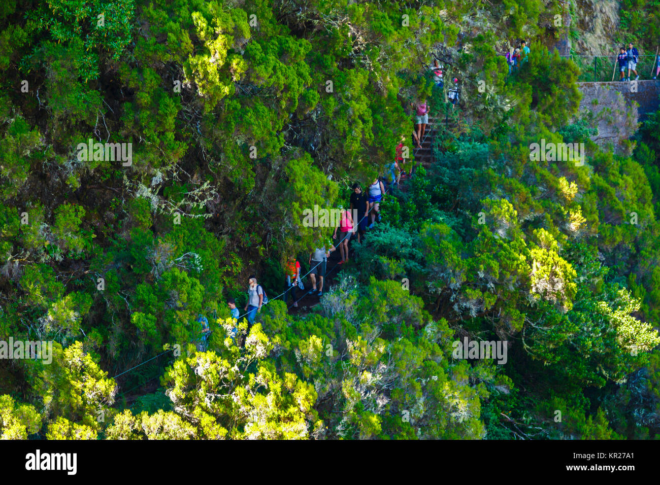 Die Menschen wandern in einer Laurisilva Wald. Stockfoto