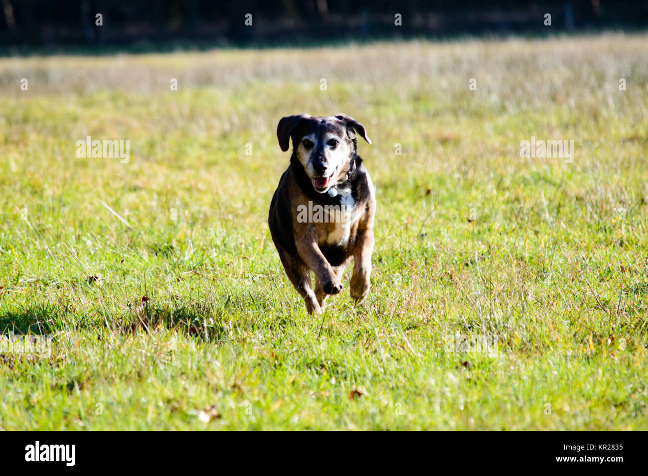 Süßer Hund läuft im Gras Stockfoto