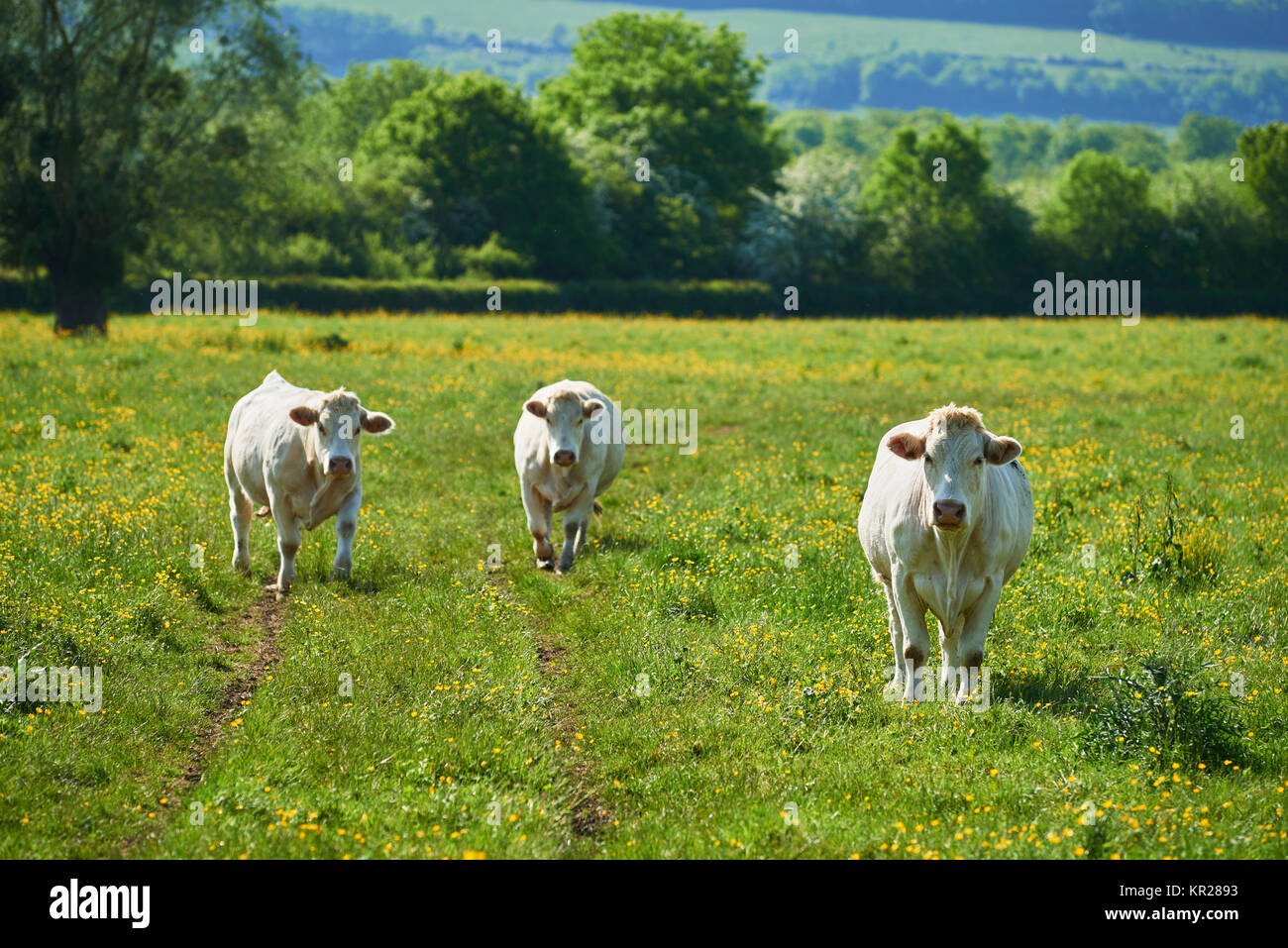 Charolaisrinder Stockfoto