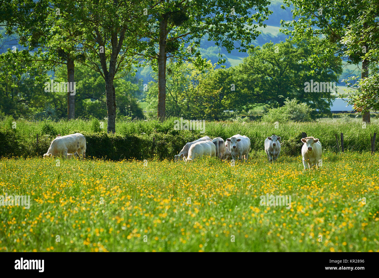 Charolaisrinder Stockfoto