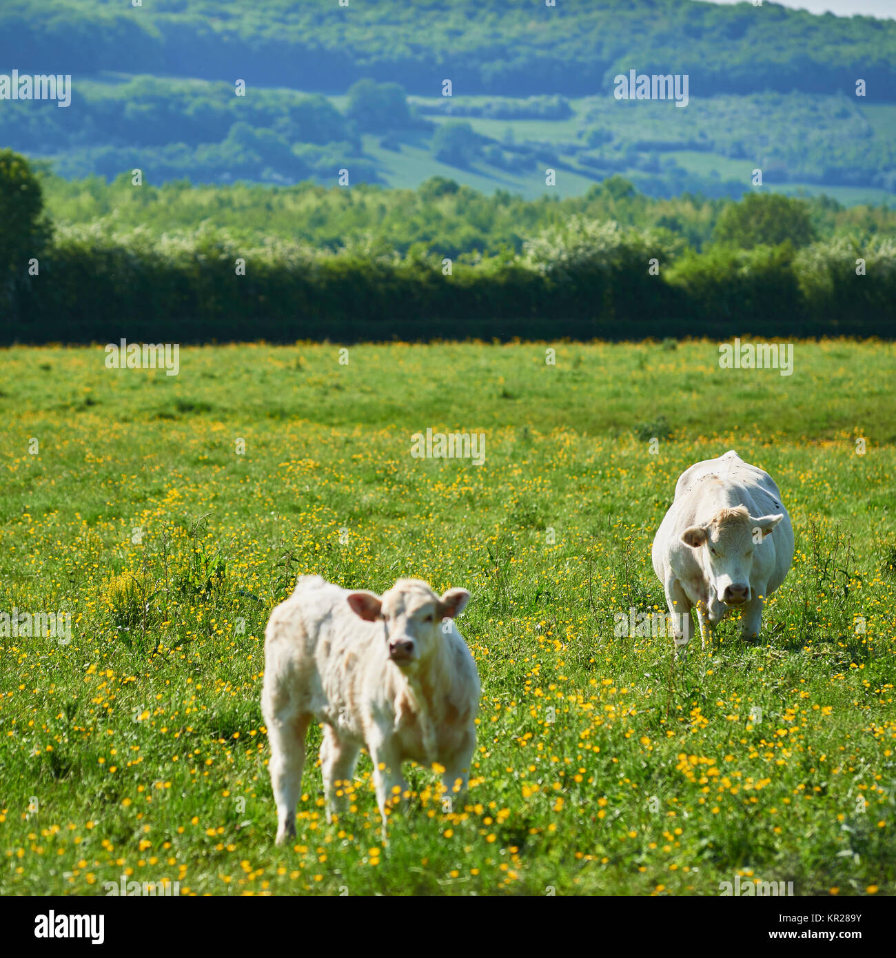 Charolaisrinder Stockfoto