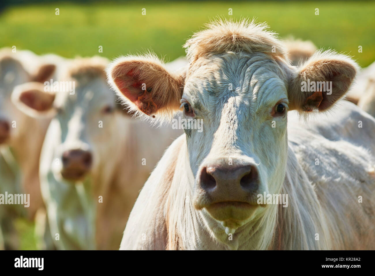 Charolaisrinder Stockfoto