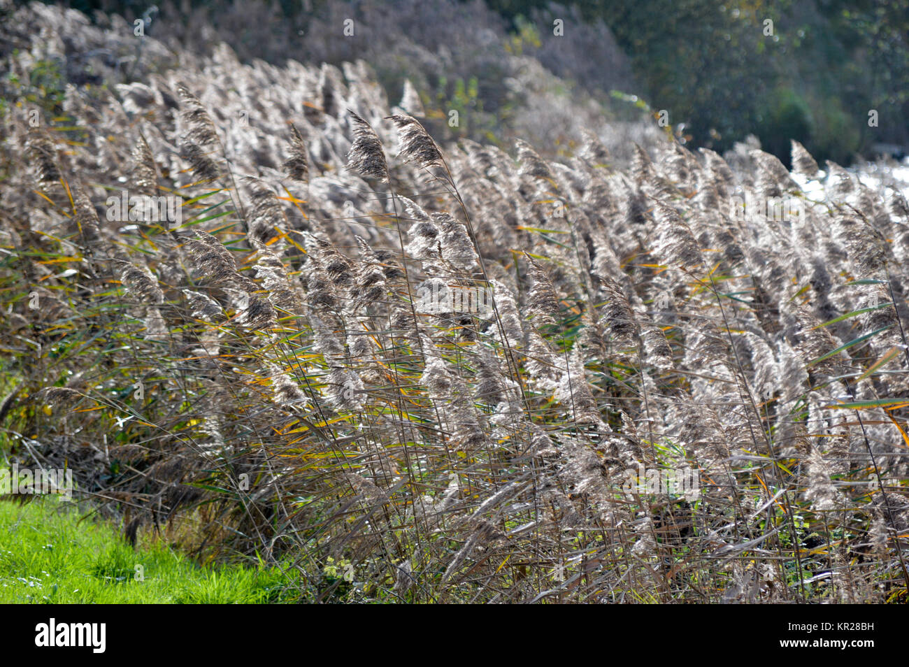Lakeside Pflanzen Stockfoto