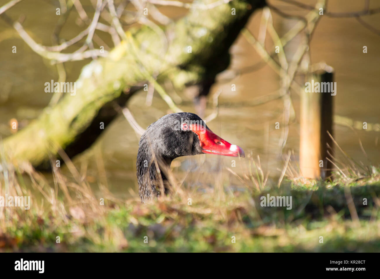 Black Swan knallen oben Kopf Stockfoto