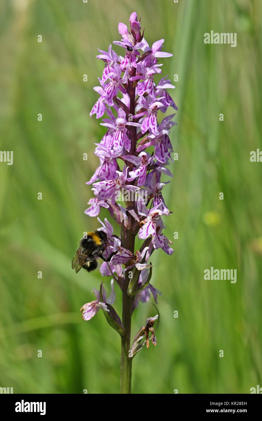 Hummel auf Fuchs-Fingerknospenkraut (dactylorhiza fuchsii) Stockfoto