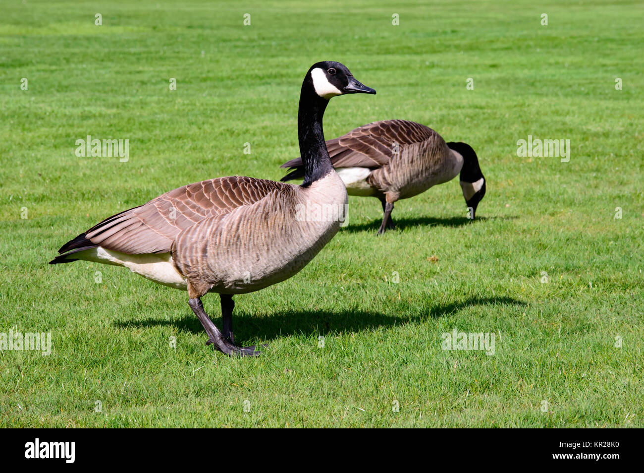 Paar Kanada Gänse füttern Stockfoto