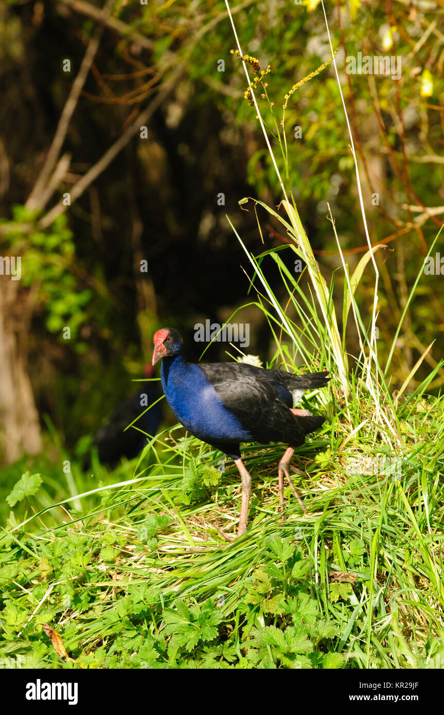 New Zealand Pukeko, einen einheimischen Vogel in freier Wildbahn Stockfoto