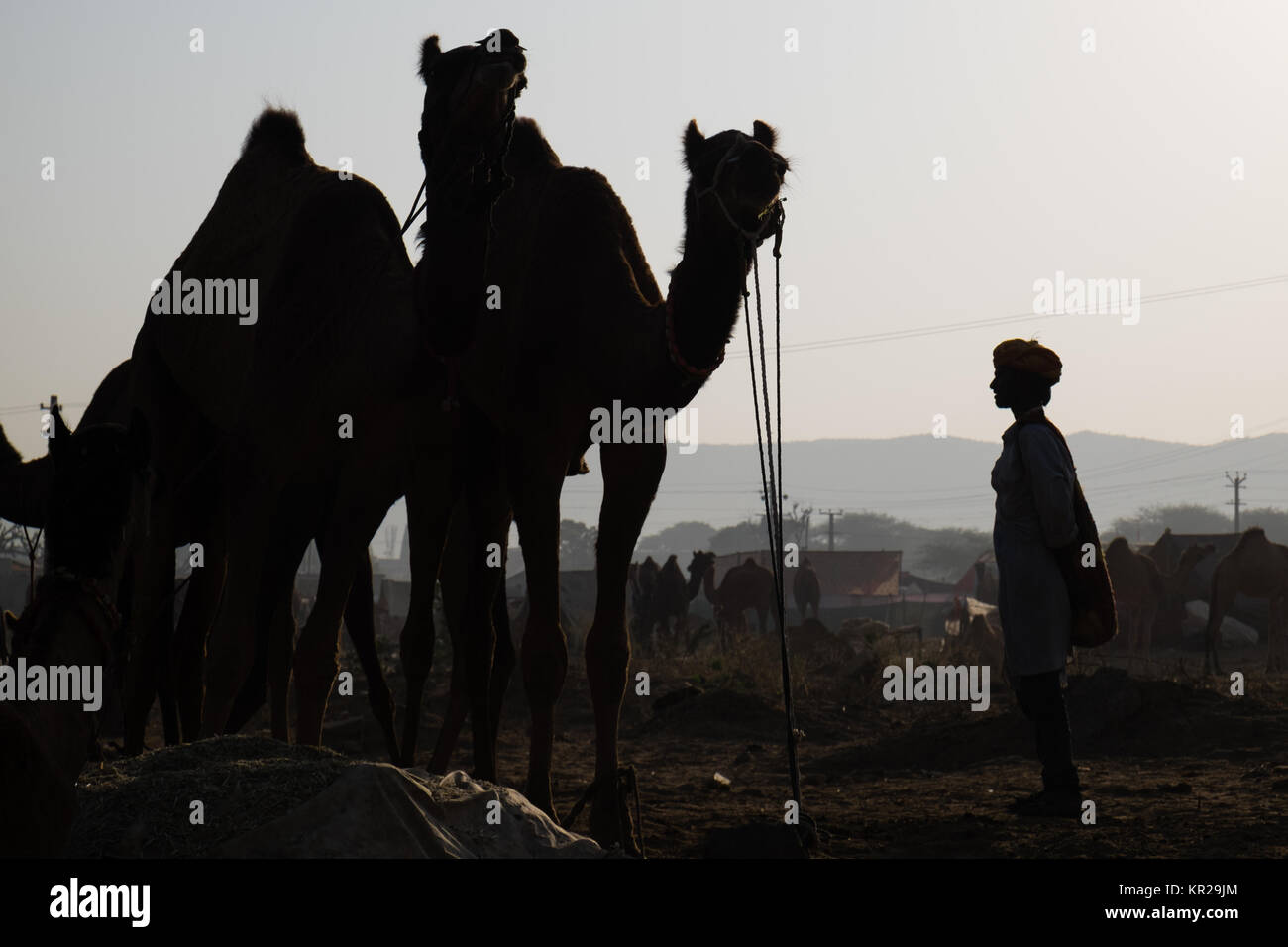 Pushkar Camel Fair, Rajasthan Stockfoto