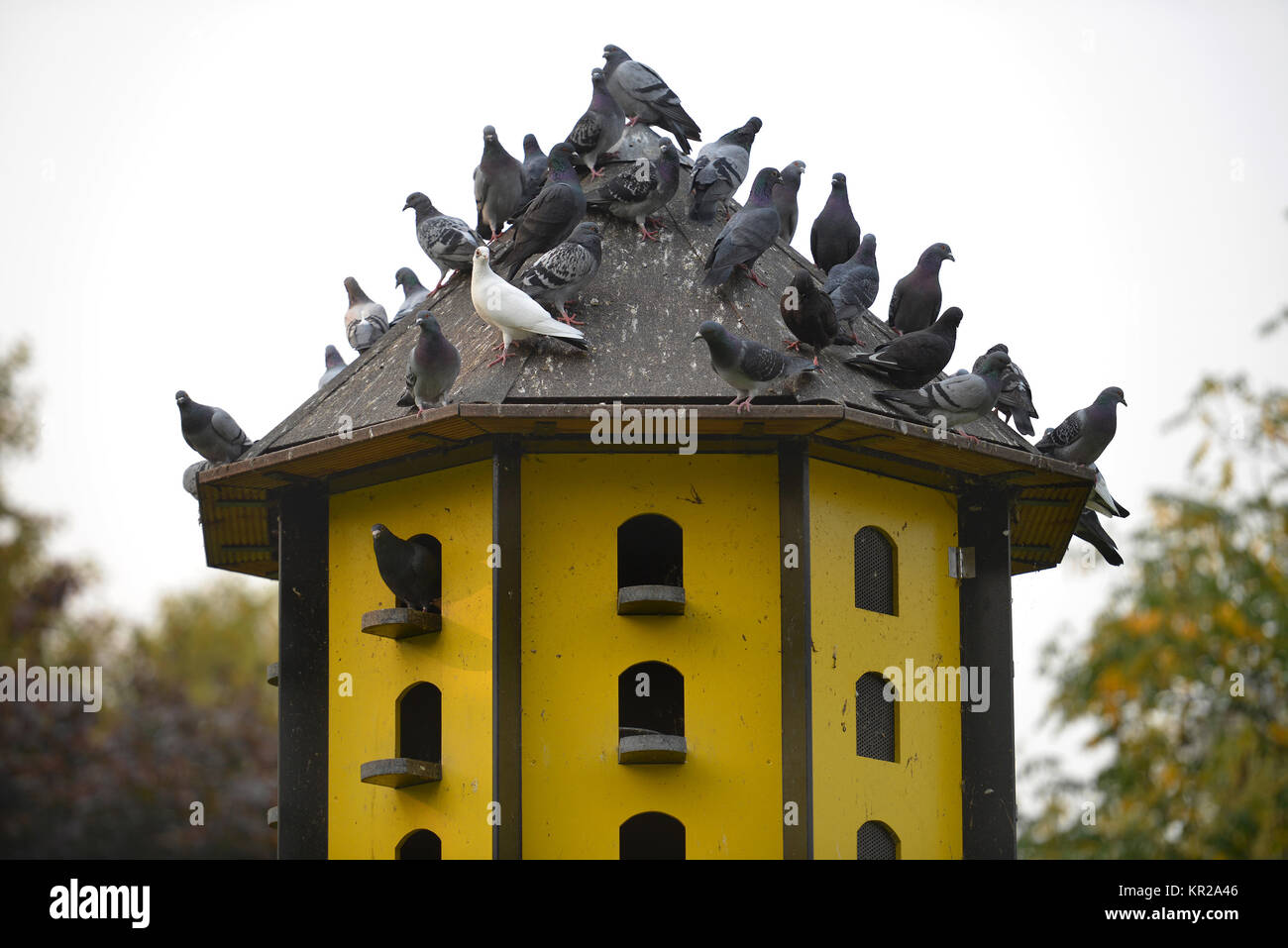 Taubenschlag, Stadt, Garten, Dortmund, NordrheinWestfalen