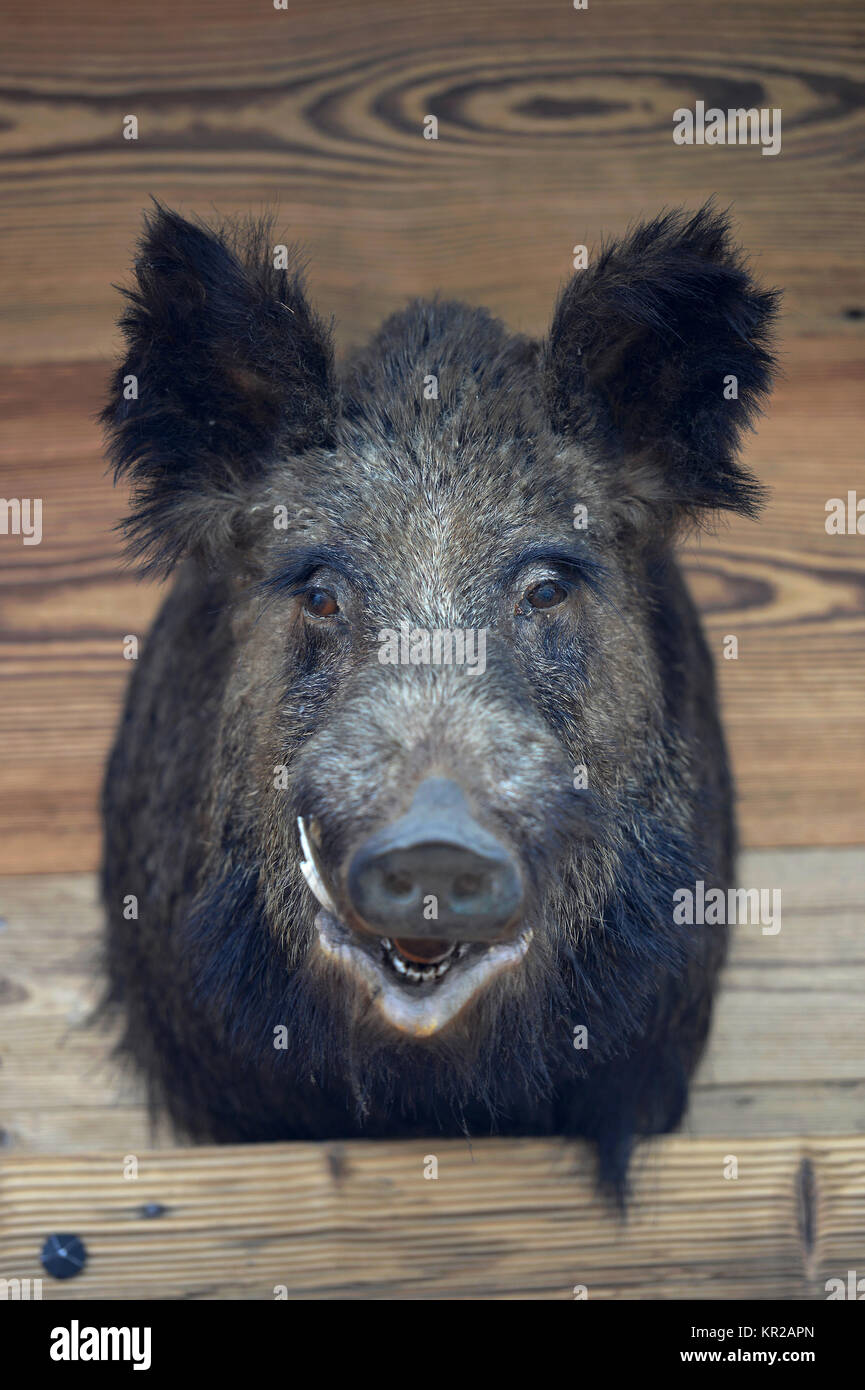 Wildschwein, Augustiner Biergarten, der Schönheit Feld, Brandenburg, Deutschland, Wildschwein, Augustiner Biergarten, Schönefeld, Deutschland Stockfoto