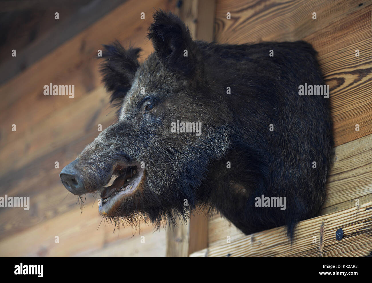 Wildschwein, Augustiner Biergarten, der Schönheit Feld, Brandenburg, Deutschland, Wildschwein, Augustiner Biergarten, Schönefeld, Deutschland Stockfoto