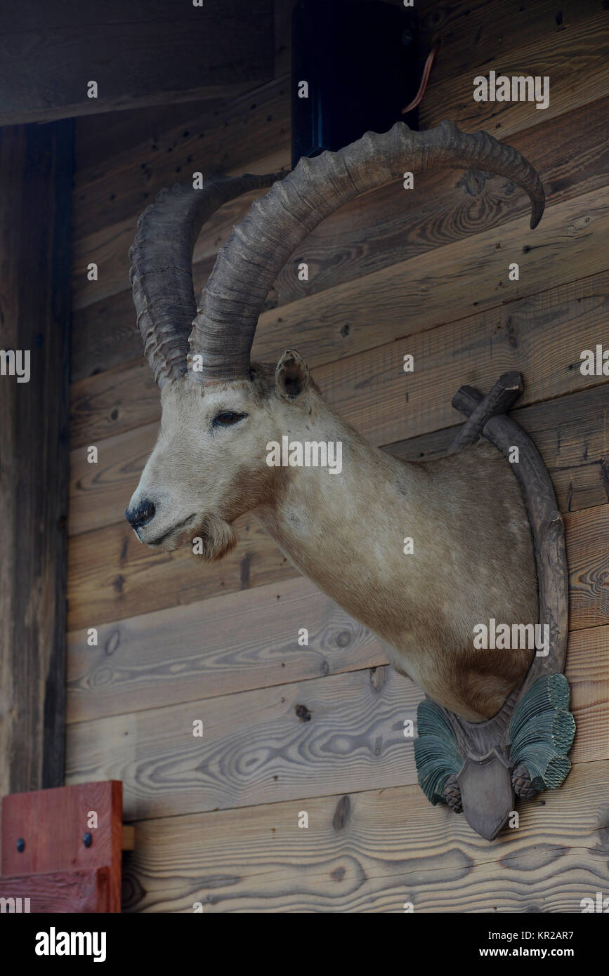 Steinbock, Augustiner Biergarten, der Schönheit Feld, Brandenburg, Deutschland, Steinbock, Augustiner Biergarten, Schönefeld, Deutschland Stockfoto