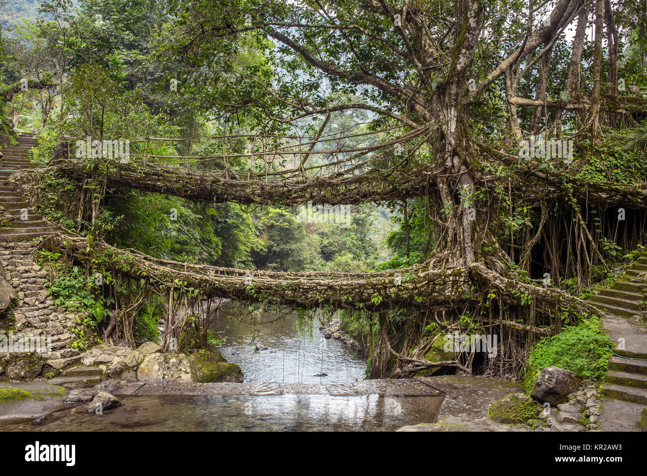 Leben Wurzeln Brücke in der Nähe von Nongriat Dorf, Cherrapunjee, Meghalaya, Indien. Diese Brücke ist durch die Ausbildung von baumwurzeln über Jahre zusammen zu stricken. Stockfoto