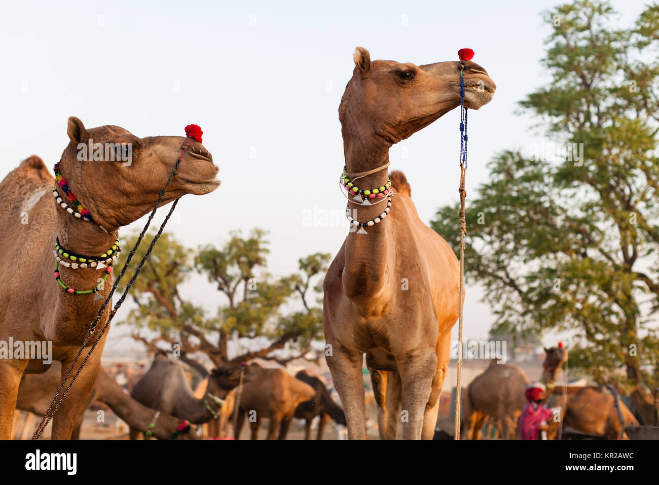 Pushkar Camel Fair, Rajasthan Stockfoto