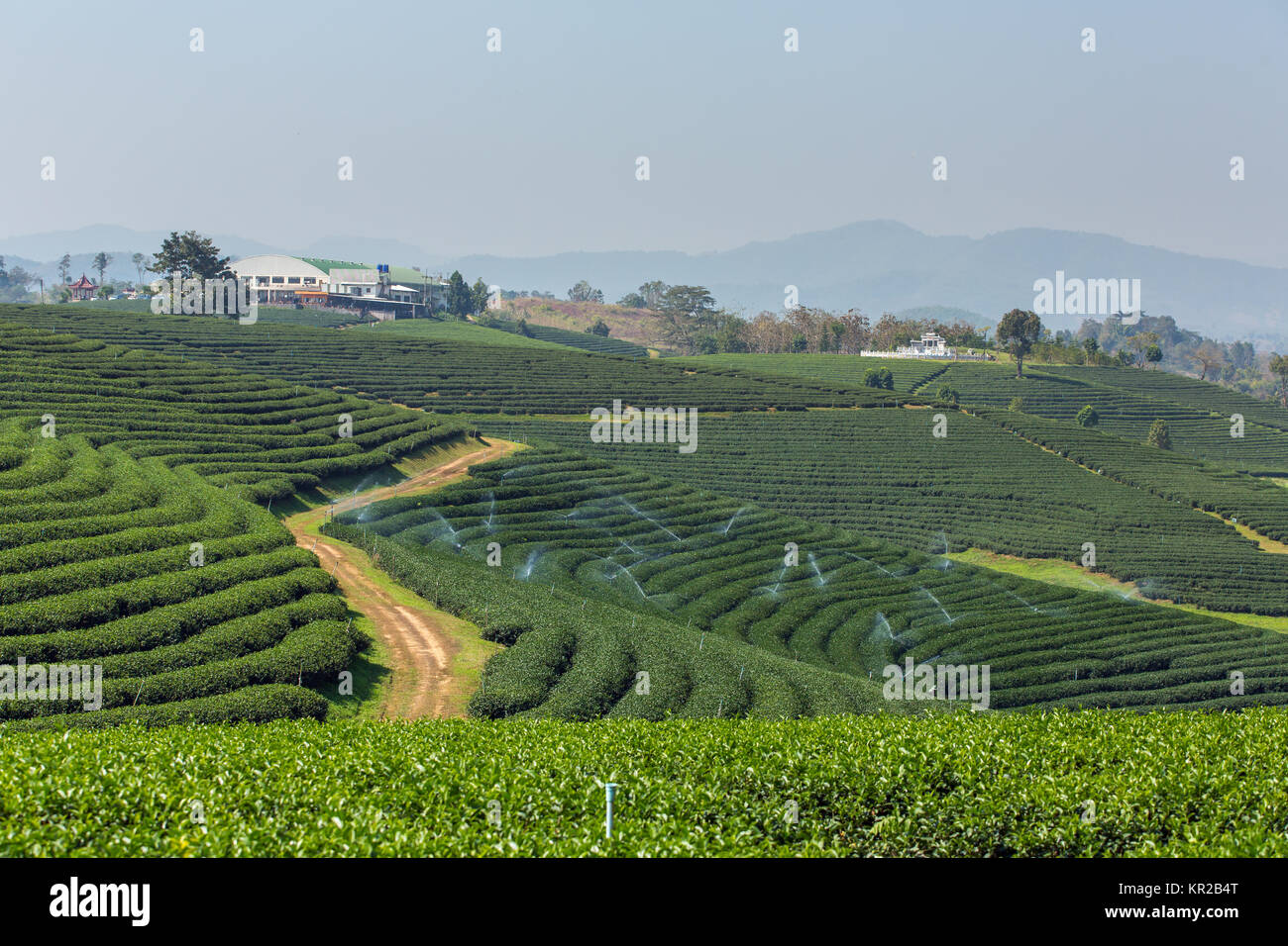 Mae Chan Teeplantagen im Norden von Thailand Stockfoto