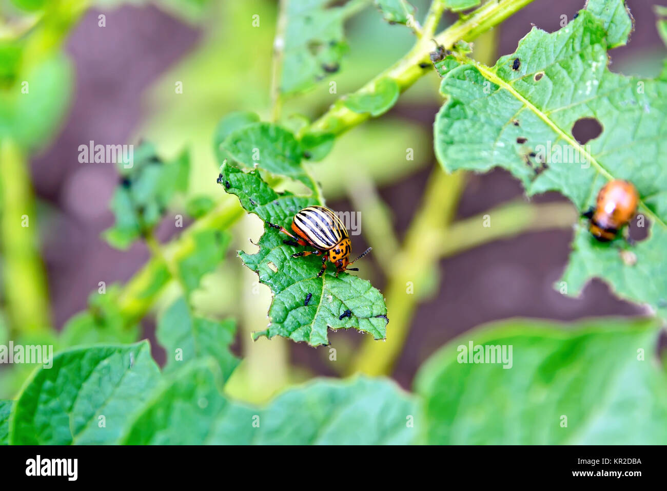 Colorado-Käfer und Larven auf Kartoffel Blätter Stockfoto