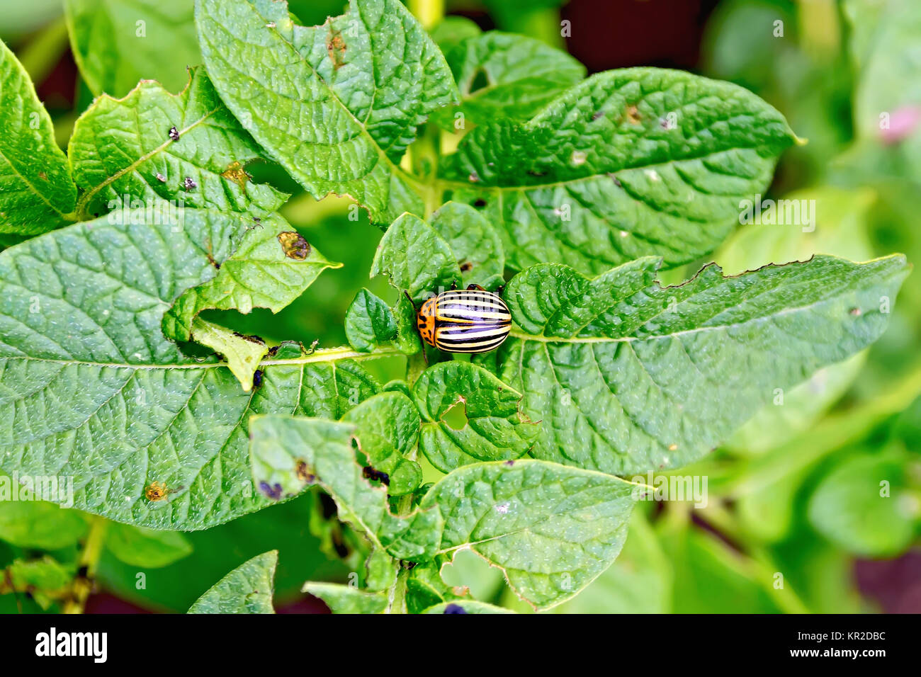Colorado Käfer auf Kartoffel Blätter Stockfoto