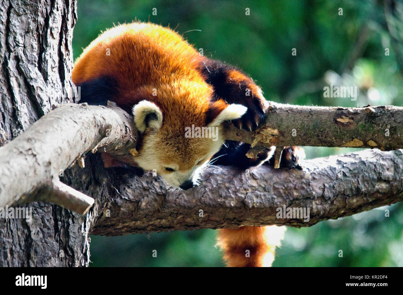 Gefährdeten Roten Panda in einem Baum Stockfoto