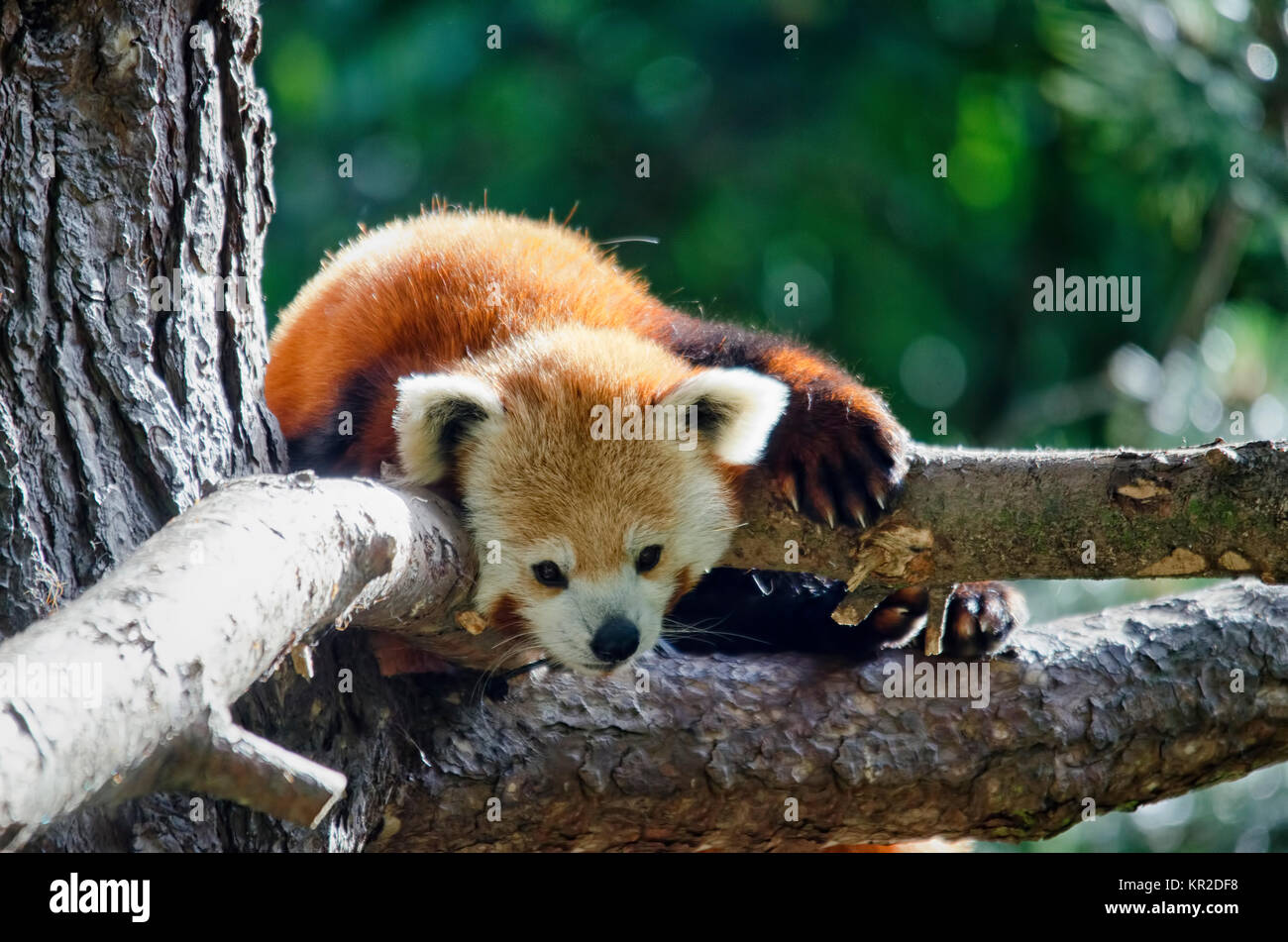 Gefährdeten Roten Panda in einem Baum Stockfoto
