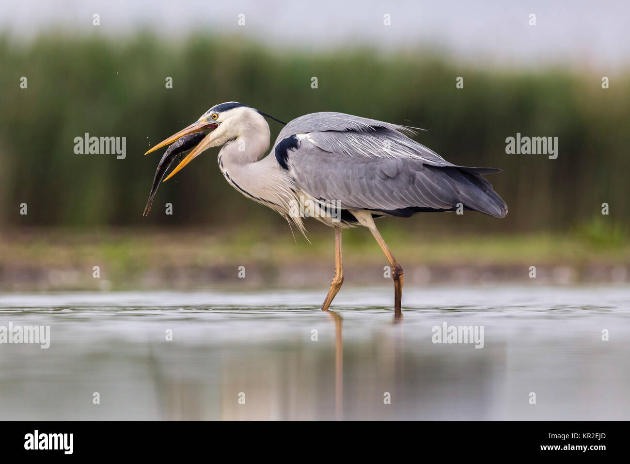 Graureiher (Ardea cinerea) mit großer Fisch im Schnabel, Bács-Kiskun, Ungarn Stockfoto