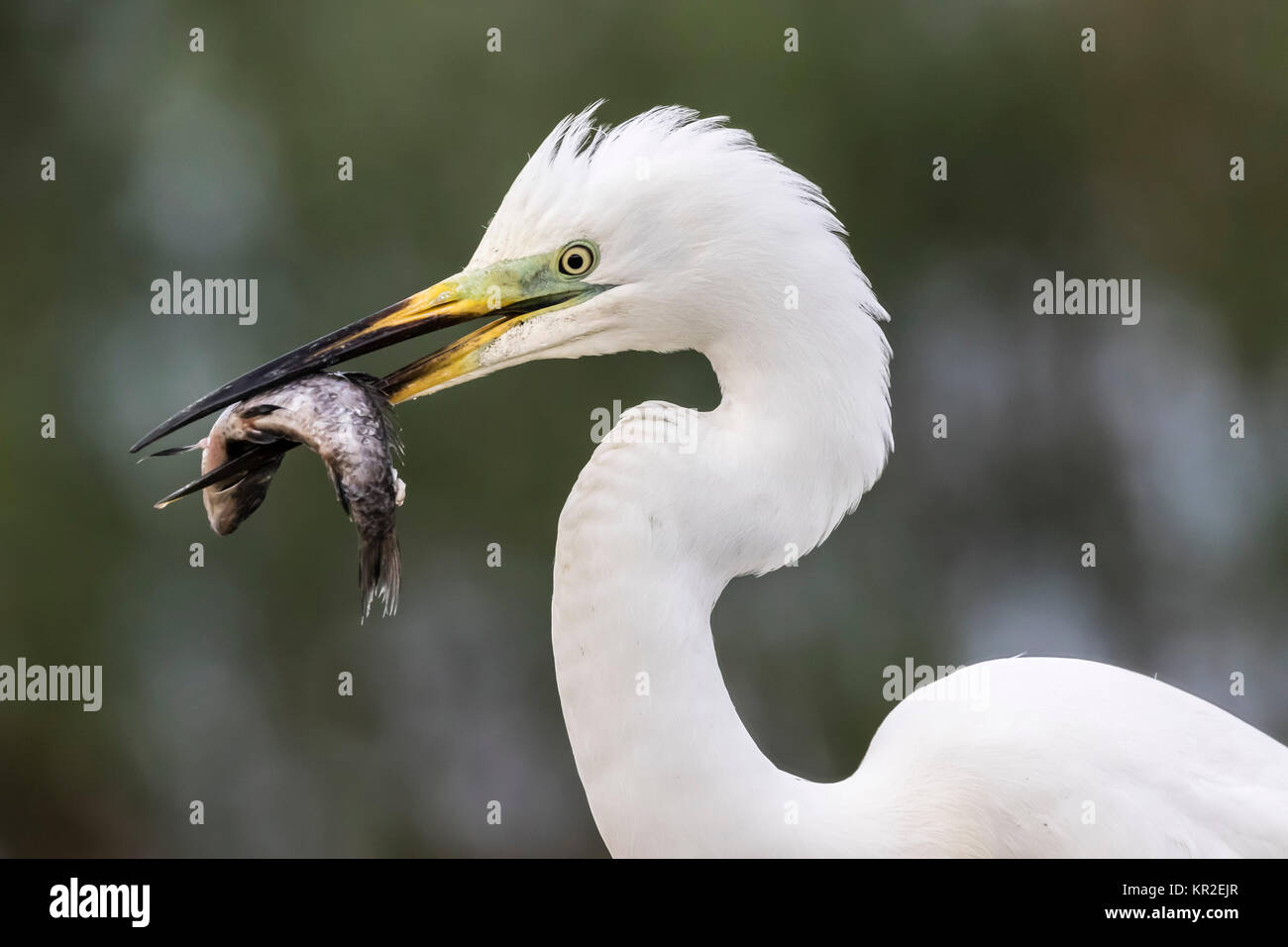 Silberreiher (Egretta alba) mit Fisch im Schnabel, Porträt, Bács-Kiskun, Ungarn Stockfoto