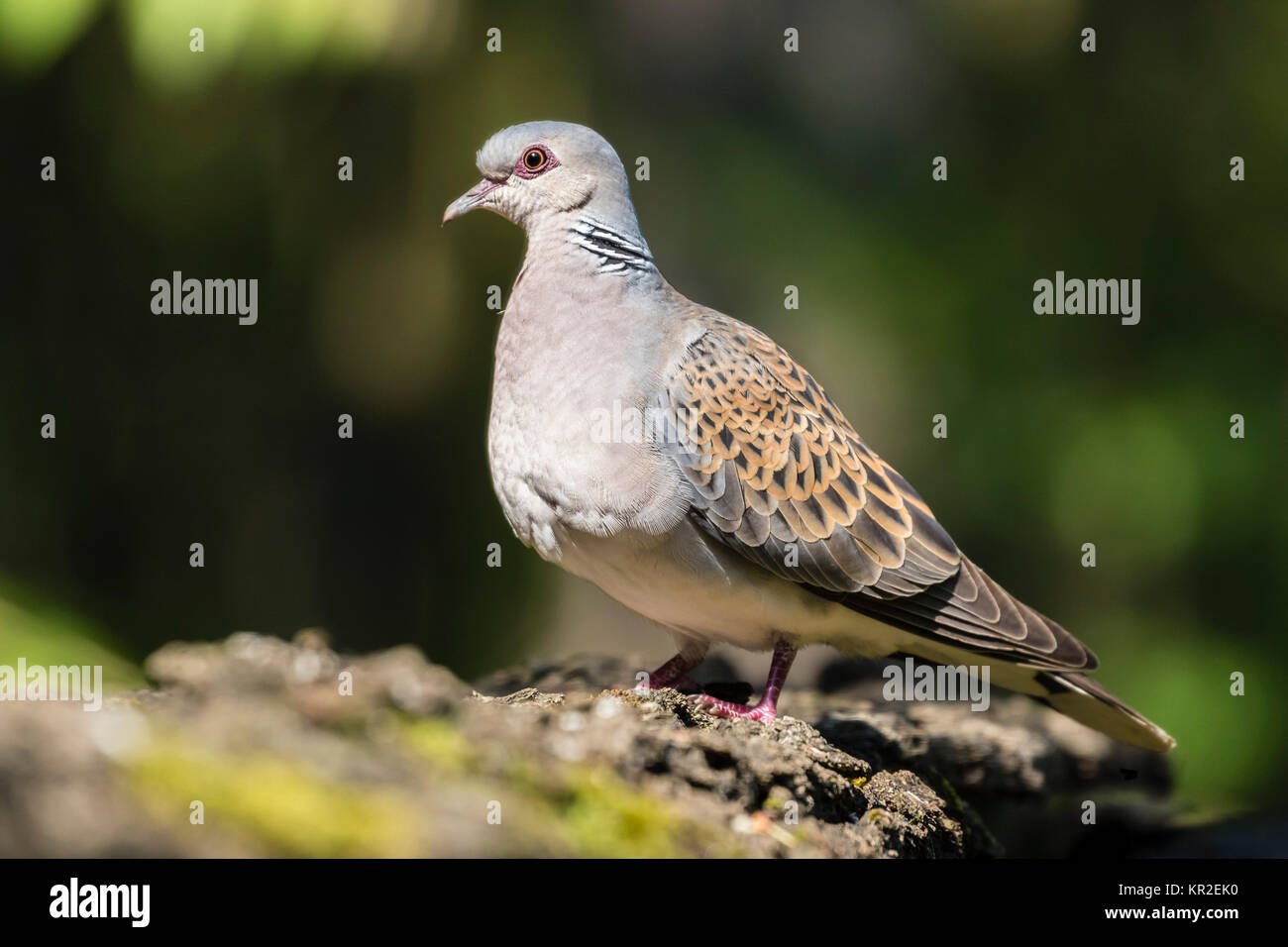 Turteltaube (Streptopelia turtur), Bács-Kiskun, Ungarn Stockfoto