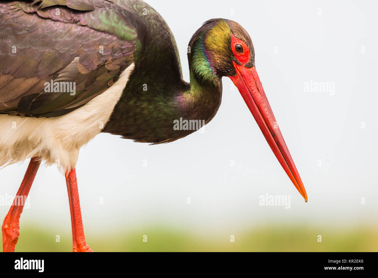 Schwarzstorch (Ciconia nigra), Porträt, Bács-Kiskun, Ungarn Stockfoto