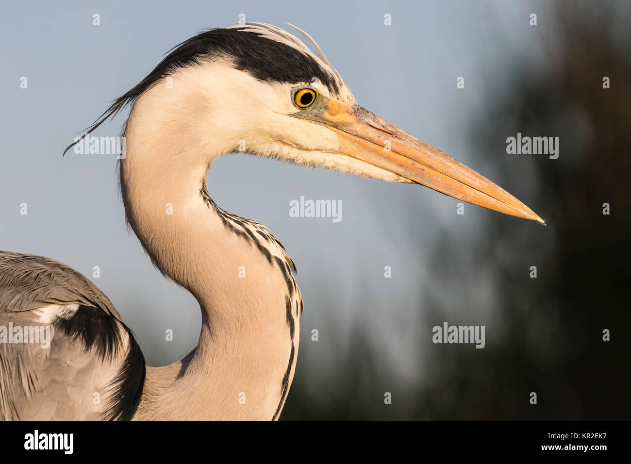 Graureiher (Ardea cinerea), Porträt, Bács-Kiskun, Ungarn Stockfoto