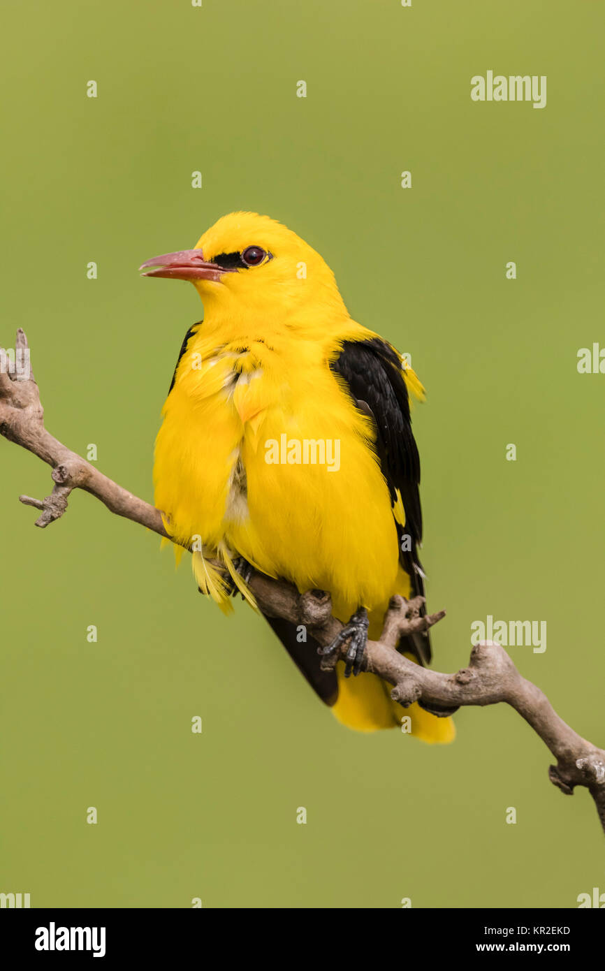 Eurasischen Pirol (Oriolus oriolus), männlich sitzen auf Zweig, Bács ...