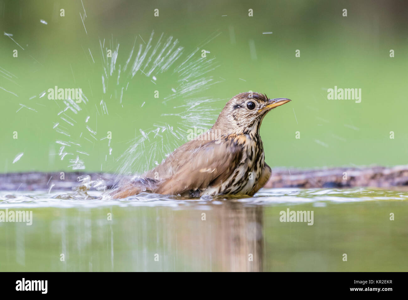 Singdrossel (Turdus philomelos) Spritzer beim Baden, Bács-Kiskun, Ungarn Stockfoto