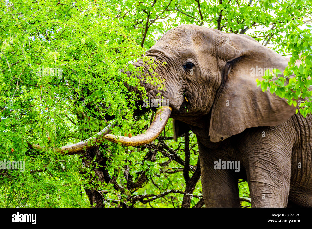 Afrikanischer Elefant Fressen Stockfotos und bilder Kaufen Alamy