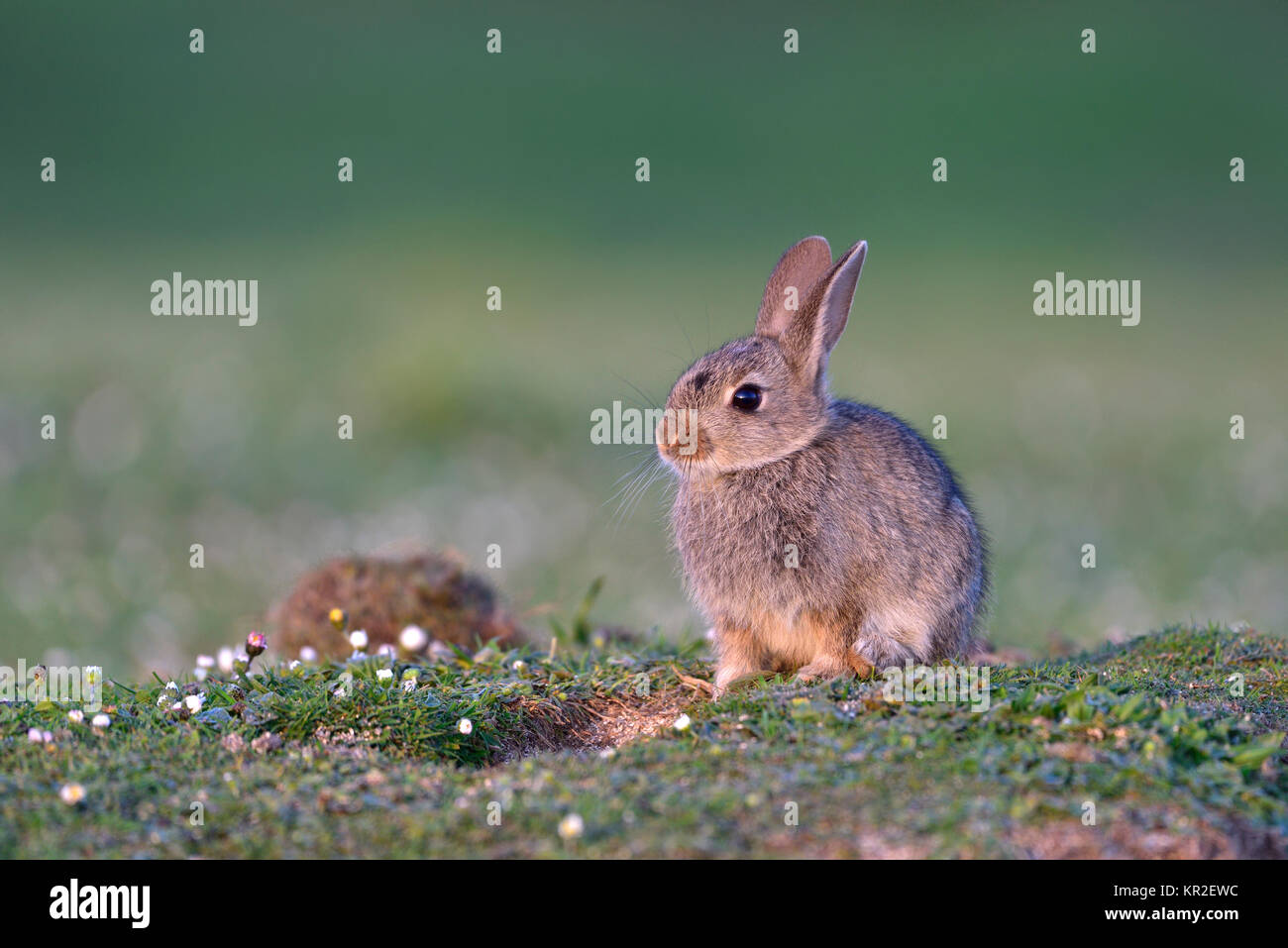 Junge europäische Kaninchen (Oryctolagus cuniculus), sitzt auf einer Wiese, Isle of Skye, Schottland Stockfoto