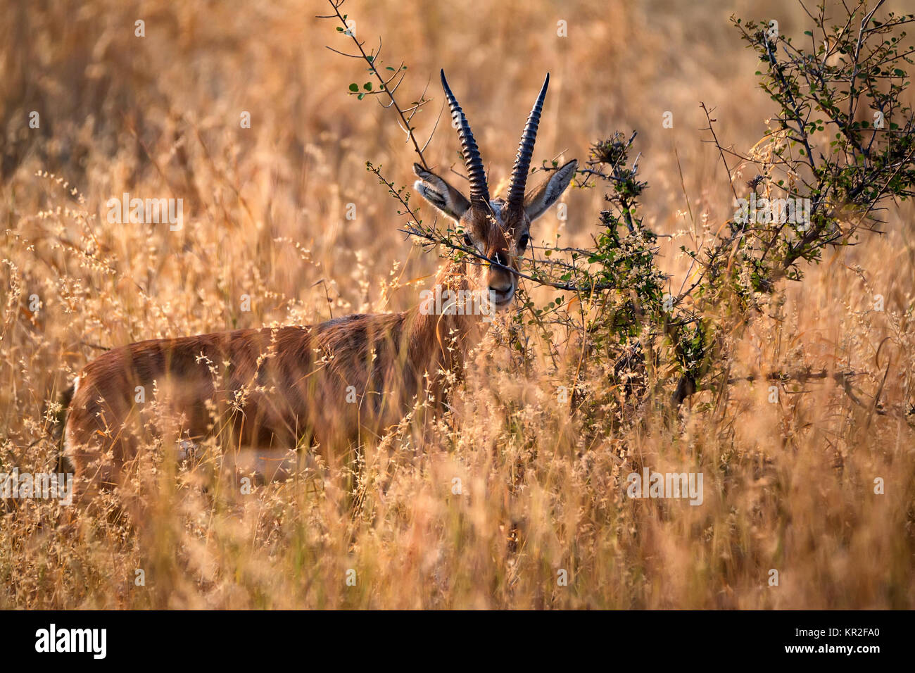 Indische Gazelle oder Chinkara, Gazella bennettii Stockfoto