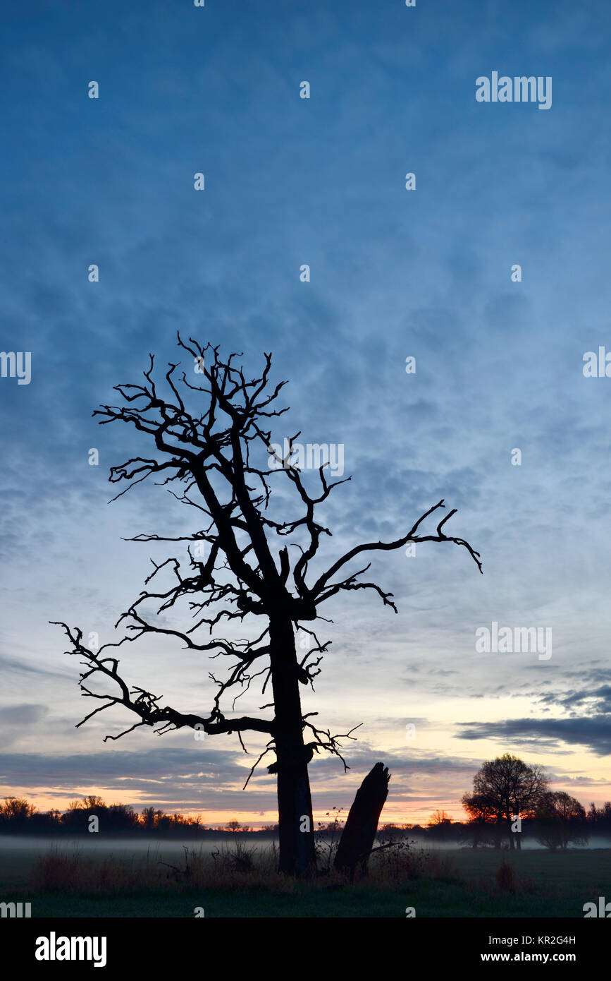 Alten toten Baum in der Dämmerung, Dämmerung und Nebel im Biosphärenreservat Mittlere Elbe, Sachsen-Anhalt, Deutschland Stockfoto