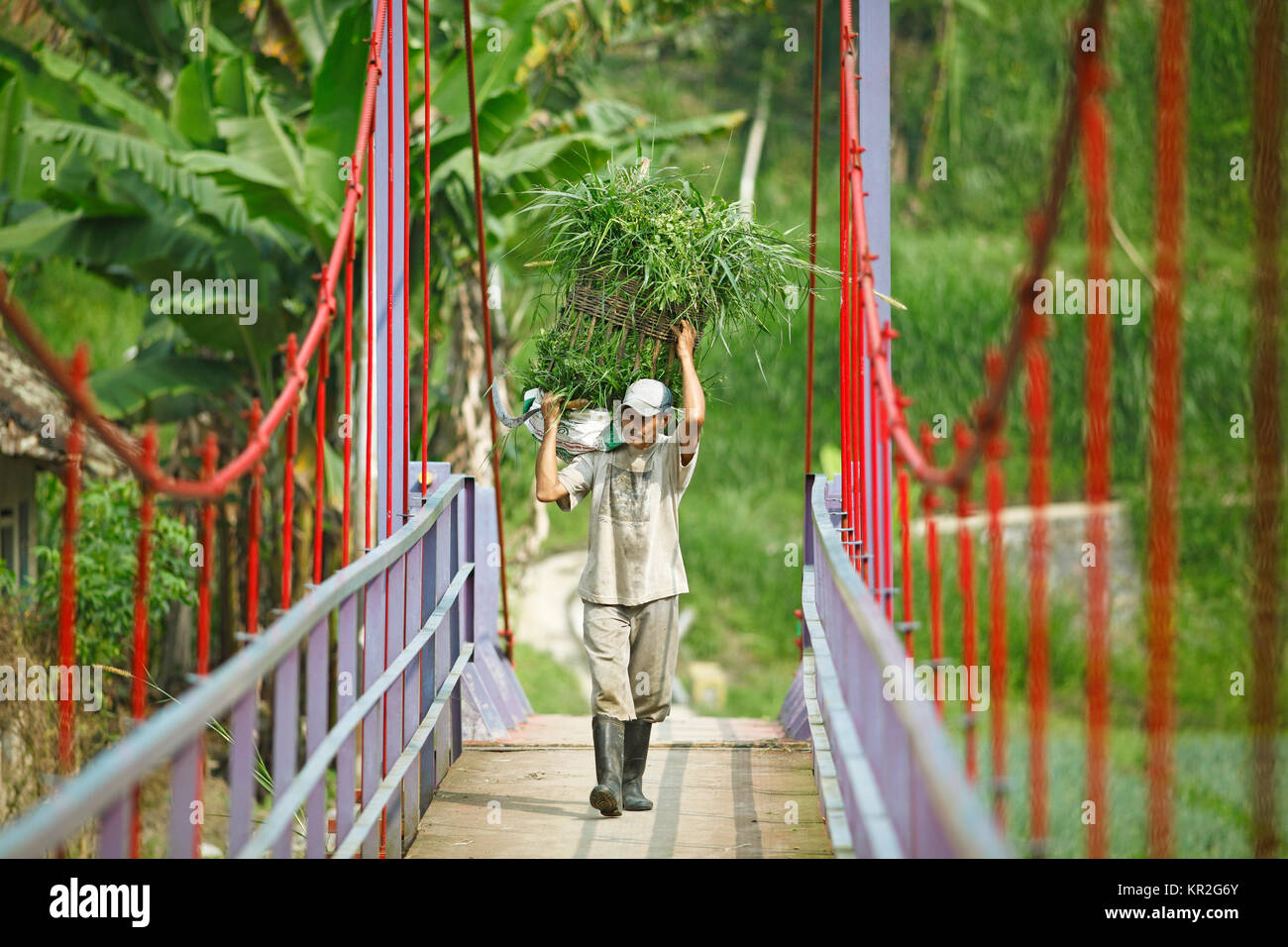 Landwirt schleppt ein Korb voller Gras über eine Hängebrücke, Malang, Java, Indonesien Stockfoto
