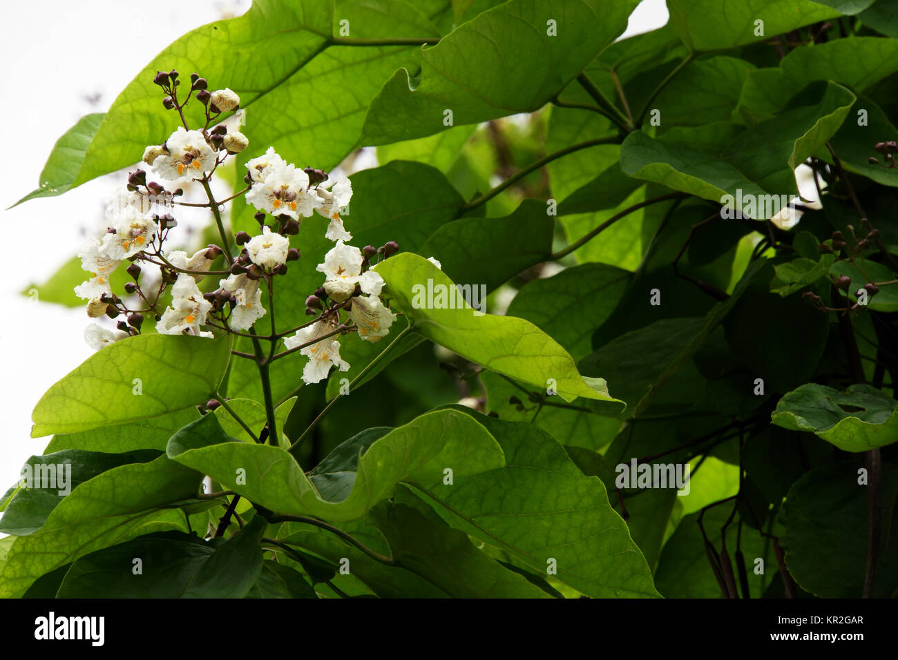 Gemeinsame Catalpa bignonioides (catalpa) Stockfoto