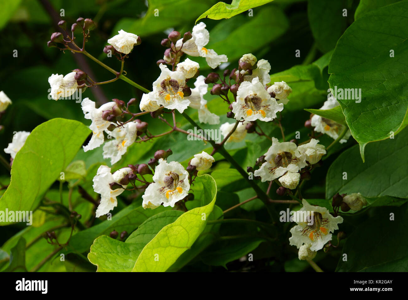 Gemeinsame Catalpa bignonioides (catalpa Stockfotografie Alamy