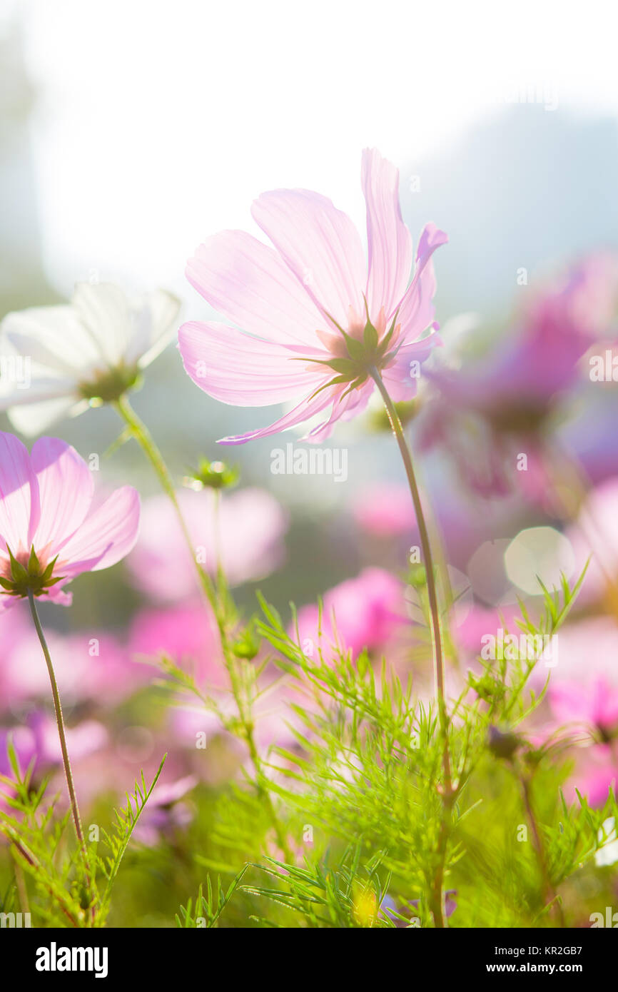 Cosmos Blumen bei Sonnenuntergang Stockfoto