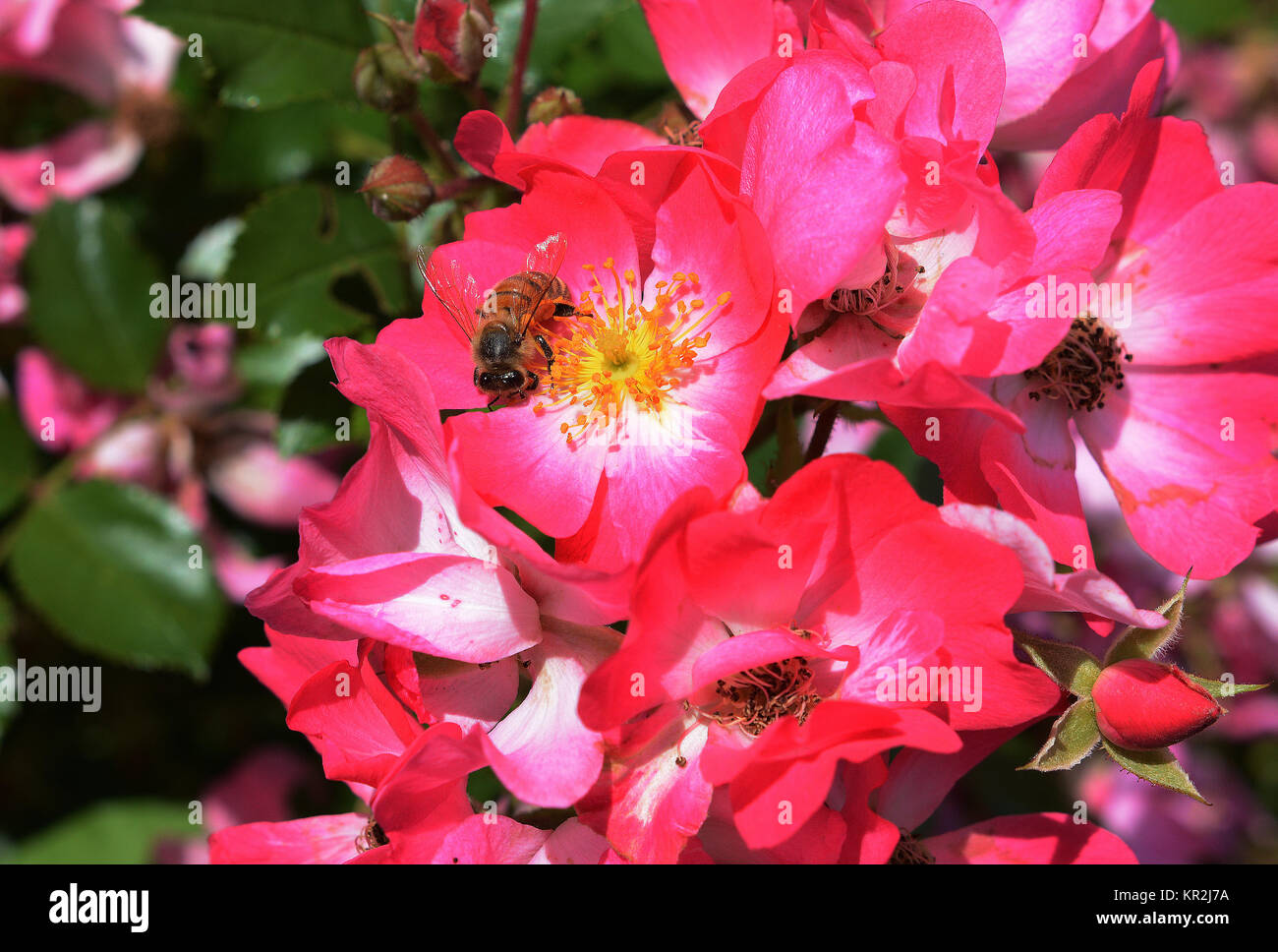 Insekten in der Bestäubung der Blüten Stockfoto