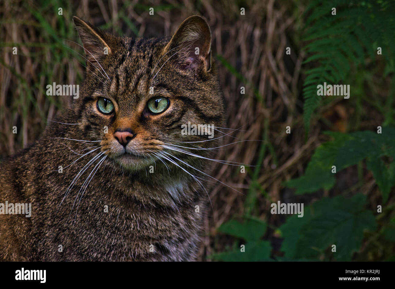 Nahaufnahme einer schottischen Wildkatze in den Wilden Stockfoto