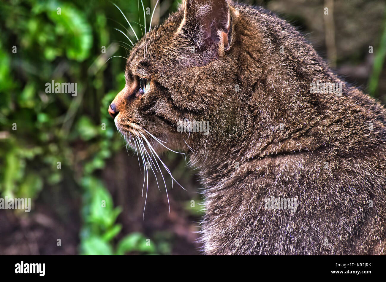 Nahaufnahme einer schottischen Wildkatze in den Wilden Stockfoto