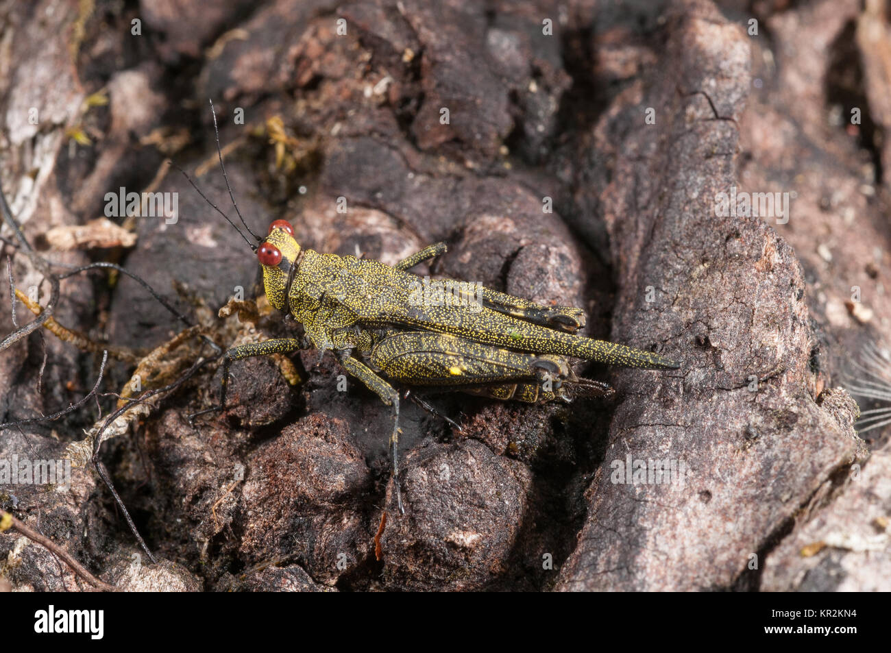 Madagassischen Boden Hopper, Epitadus Arius, Ranomafana Nationalpark, weniger getarnt als gesessen haben würden auf Moss. Stockfoto