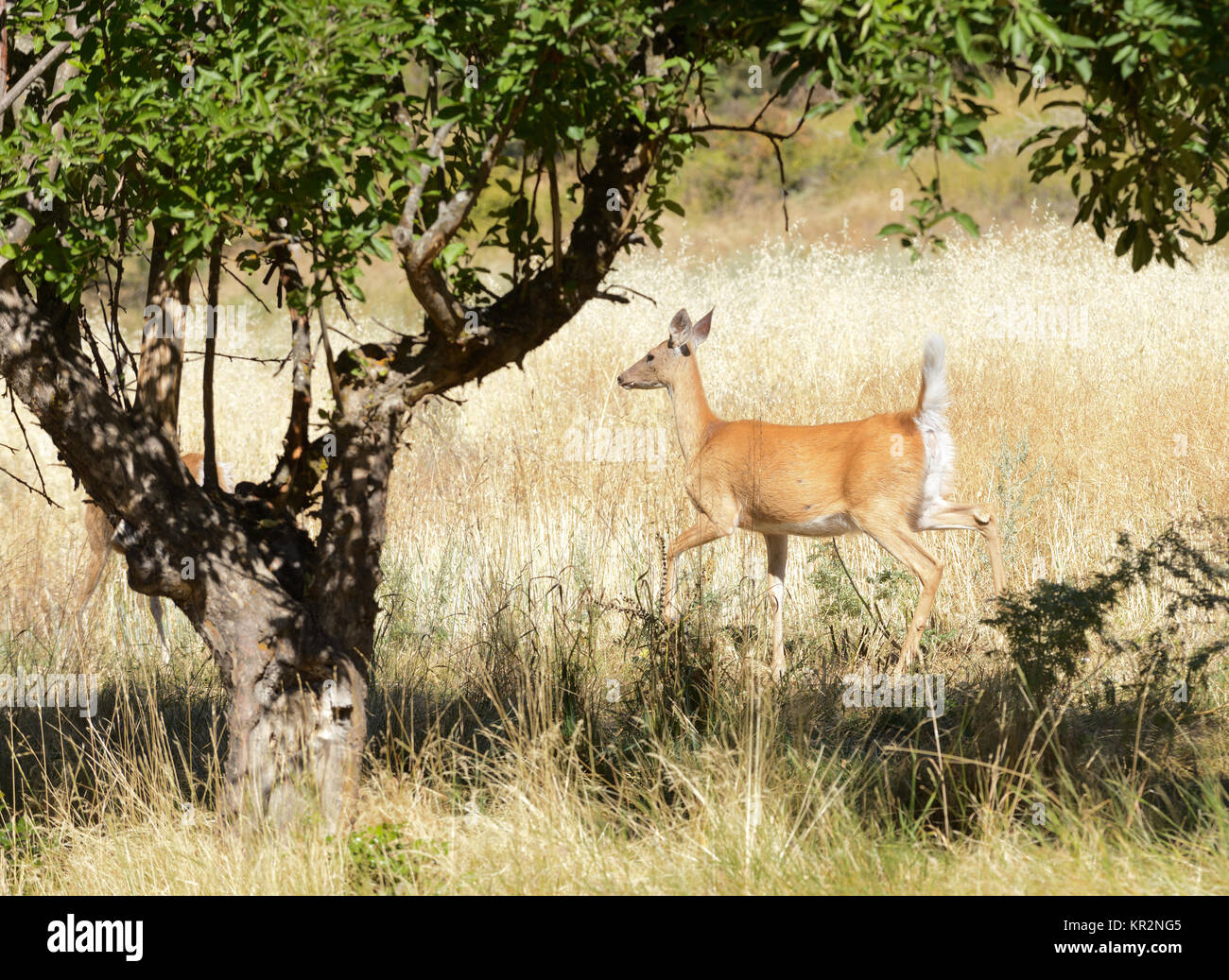 verstädterten weiß - angebundene Rotwild (Odocoileus Viginianus) Stockfoto